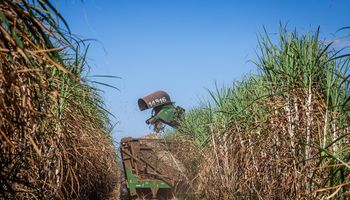 Produção de cana e café em 2025 enfrenta alta de custos e desafios climáticos, aponta CNA