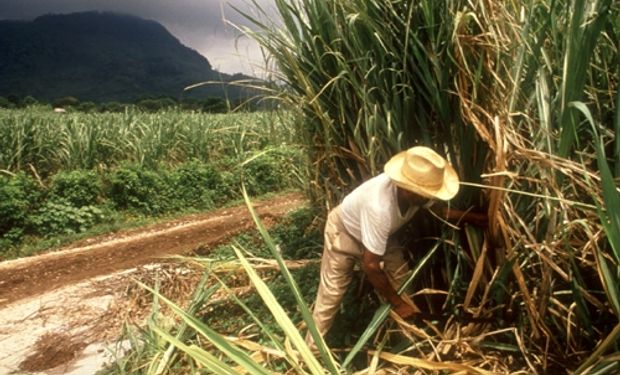 Estamos en una situación crítica porque el azúcar no tiene precio. Hay una superproducción.