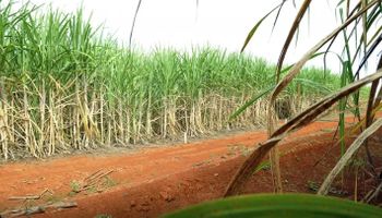 Conab projeta queda na moagem de cana e produção recorde de açúcar na safra 2025/26