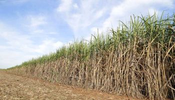 Setor sucroalcooleiro apoia Operação Carbono Oculto; Ribeirão Preto era núcleo financeiro do PCC