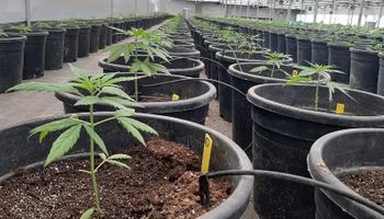 Diputados: el proyecto regulatorio para la industria del cannabis obtuvo dictamen