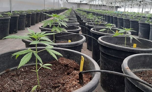 Diputados: el proyecto regulatorio para la industria del cannabis obtuvo dictamen