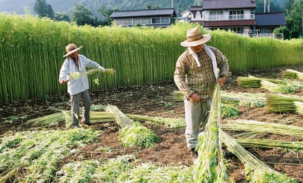 Mesmo permitida em diversos países, como China e Estados Unidos, a cultura ainda só é legal no Brasil com autorizações especiais.