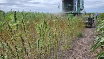 Adónde están y cuántas hectáreas siembran los productores de cannabis en Argentina