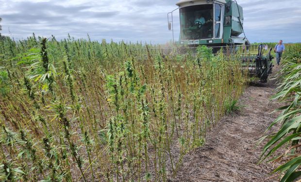 Adónde están y cuántas hectáreas siembran los productores de cannabis en Argentina