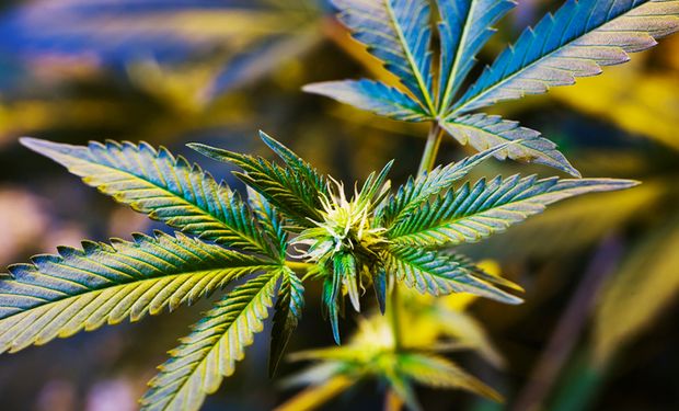 Consumo de cannabis medicinal no Brasil aumentou 110% em 2021