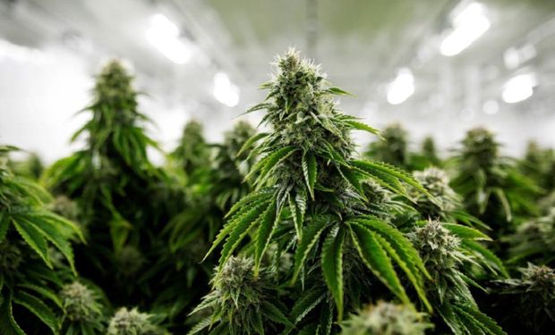 Cannabis: Agricultura busca la estandarización de las semillas para uso en cultivos controlados