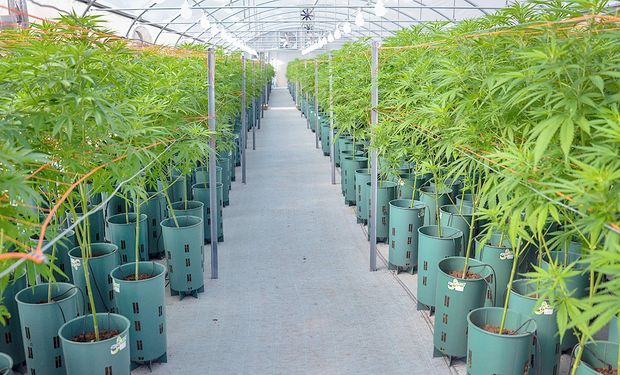 El Gobierno presenta un proyecto de ley para fomentar el desarrollo de la industria del cannabis medicinal 
