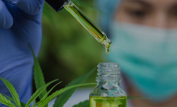 Mapa avança para regularizar cultivo de Cannabis com fins medicinais