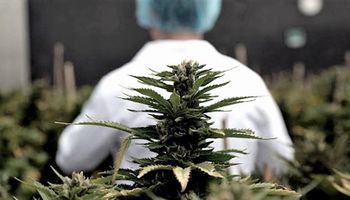 El INASE realizará un relevamiento de la genética nacional de cannabis