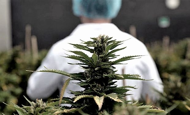 El INASE realizará un relevamiento de la genética nacional de cannabis