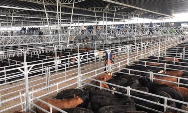 Los novillos cerraron la semana a $1.020 en Cañuelas