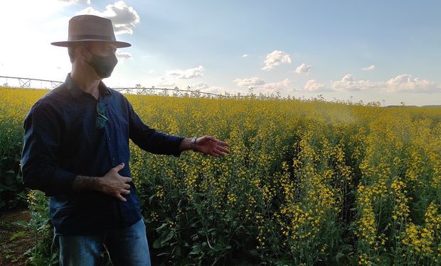 Tecnologias disponíveis focam em produções alternativas como macaúba, canola e palma de óleo. (foto - Embrapa)