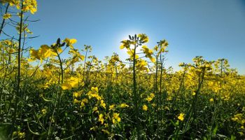 3Tentos aposta na canola no RS para ampliar produção de biodiesel