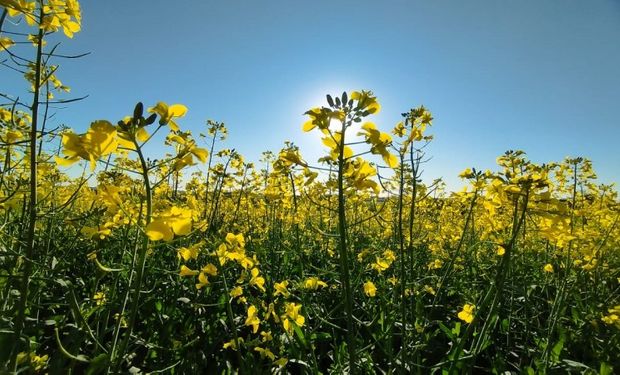 3Tentos aposta na canola no RS para ampliar produção de biodiesel