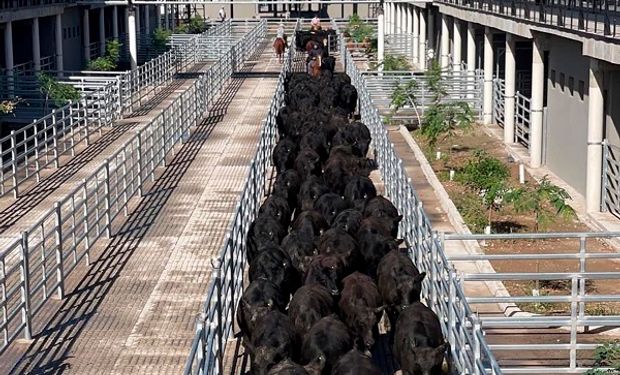 Cañuelas: caída en los precios de los novillitos y las vaquillonas