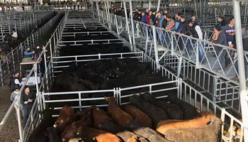 En lo que va de mayo ingresaron casi 90 mil animales a Cañuelas: qué pasó con los precios en la última semana
