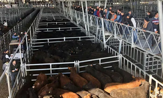En lo que va de mayo ingresaron casi 90 mil animales a Cañuelas: qué pasó con los precios en la última semana