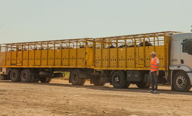Aumentó un 124 %: denuncian una tasa municipal abusiva que pone en jaque el precio de la carne y el funcionamiento del Mercado de Cañuelas