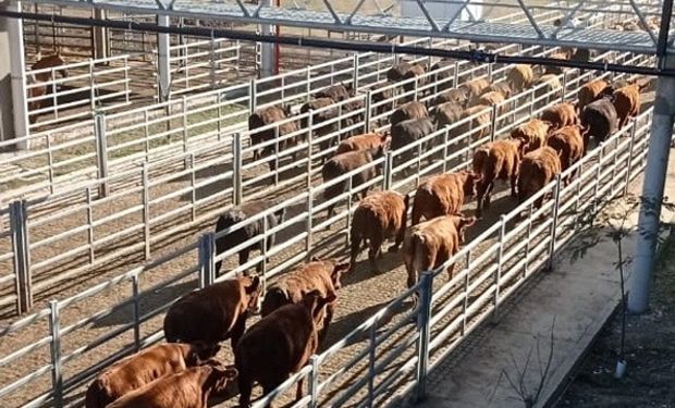 El Mercado de Cañuelas logró levantar el paro y ya ingresaron más de 8000 animales