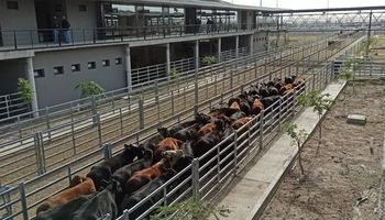 Mercado de Cañuelas: la demanda generó una suba de precios en vacas y novillos