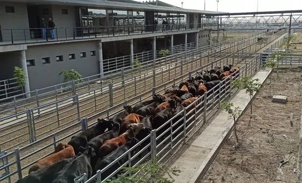 Mercado de Cañuelas: la demanda generó una suba de precios en vacas y novillos