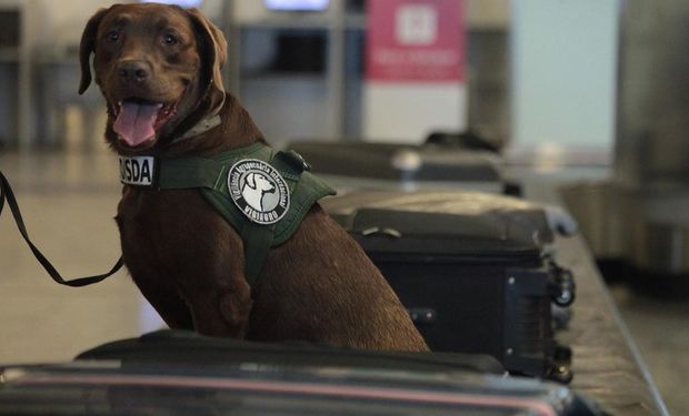 Cão herói da defesa agropecuária recebe homenagem por aposentadoria