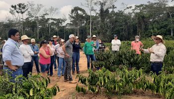Acre aposta na produção de café robusta amazônico