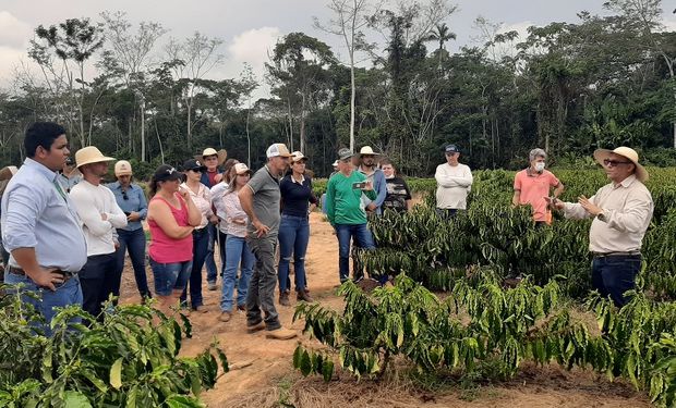 Secretaria de Agricultura realiza entrega de mudas clonais de café conillon  da para implantação de