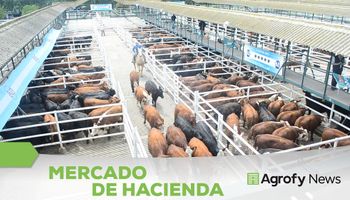 Cierre de semana con interés en lotes de vacas