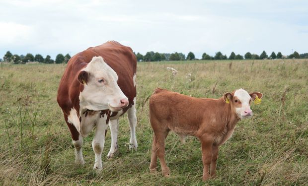 13 millones de vacunas Pfizer por mes: la comparación viral de los productores de carne y sus exportaciones