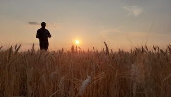 Rematan esta semana el lote de trigo de los Capitanich, que comenzaron con 100 hectáreas y ahora siembran unas 6.000