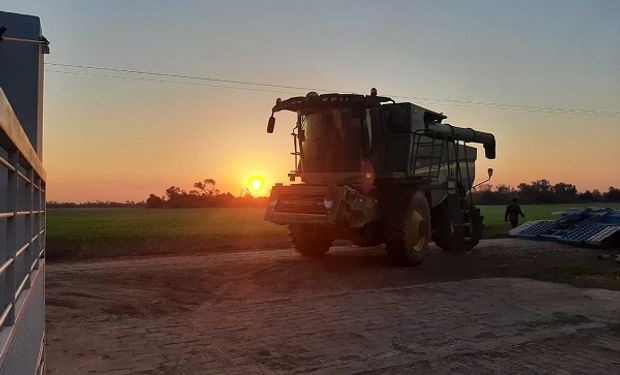 Pagaron $30.100 la tonelada por el primer lote de trigo de los Capitanich