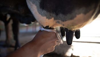 Preço do leite pago ao produtor registra recorde em julho