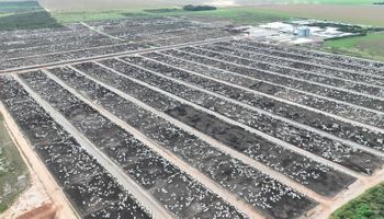 Texas brasileiro? Confinamento na Bahia é modelo para todo o Matopiba
