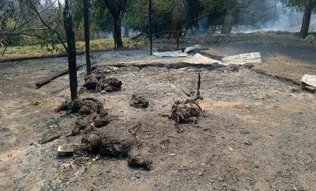 Incendios: piden la declaración de la emergencia en Río Negro y Chubut