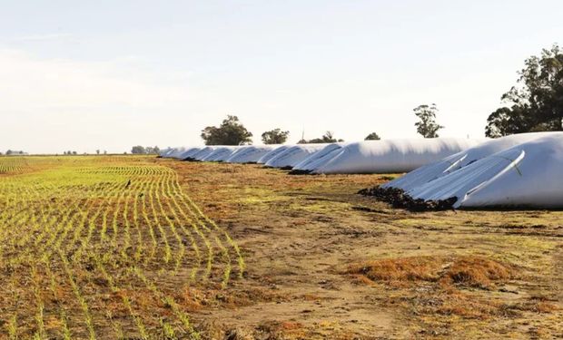 El financiamiento al agro alcanzó el tercer nivel más alto del siglo, impulsado por el crédito en dólares