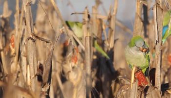 Cotorras y palomas arrasan cultivos: preocupación por pérdidas de hasta el 40 % de la producción
