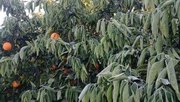 Cítricos con heladas y tensión en la demanda, el combo que generó una mayor brecha entre el productor y el consumidor