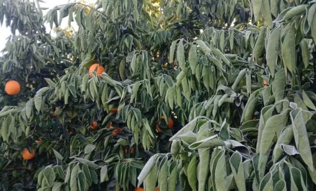 Cítricos con heladas y tensión en la demanda, el combo que generó una mayor brecha entre el productor y el consumidor