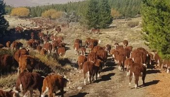 Declaran la emergencia agropecuaria en explotaciones ganaderas, forestales, acuícolas y apícolas de Neuquén