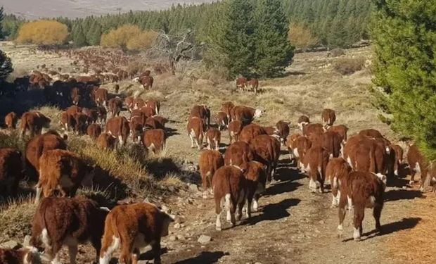Declaran la emergencia agropecuaria en explotaciones ganaderas, forestales, acuícolas y apícolas de Neuquén