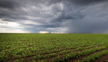 Situación compleja para la soja en el norte del país por las abundantes lluvias: hay acumulados de más de 150 milímetros