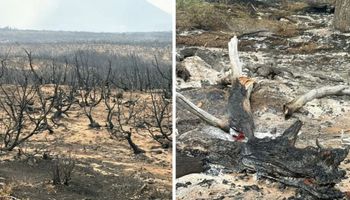 “Tuvimos que vender toda la hacienda”: el relato de un productor que no tuvo otra alternativa ante el avance del fuego en la Patagonia
