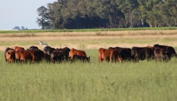Se reconfigura la ganadería: cae la oferta, crece la recría y se redefine el negocio