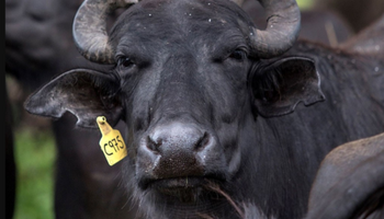 “Cada vez más productores se suman": el animal que abre una oportunidad al campo con carne y leche tiene cada vez más genética