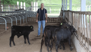Nacieron los primeros terneros editados genéticamente en América Latina: son Angus y resisten mejor el calor