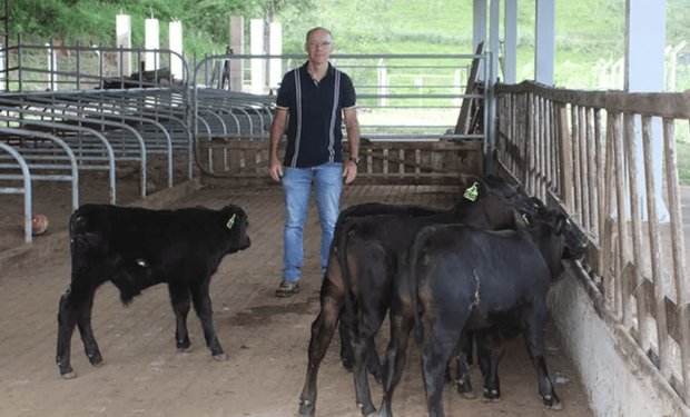 Nacieron los primeros terneros editados genéticamente en América Latina: son Angus y resisten mejor el calor
