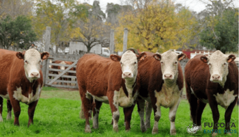 Limpiar un campo de garrapatas cuesta $40.000 por animal, pero no hacerlo puede generar pérdidas de $145.000