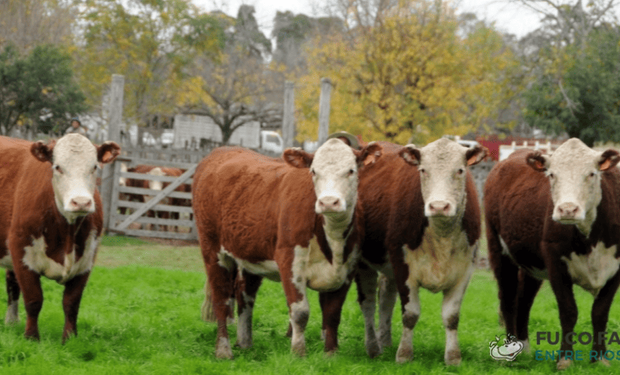 Limpiar un campo de garrapatas cuesta $40.000 por animal, pero no hacerlo puede generar pérdidas de $145.000